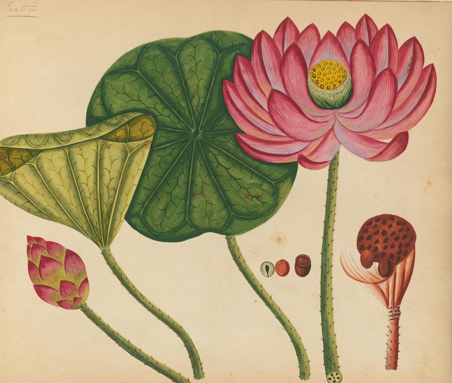 Plant Humanities UK (@planthums_uk) on Twitter photo #Postdoctoral #Fellowship in #PlantHumanities <a href="/DumbartonOaks/">Dumbarton Oaks</a> Fabulous opportunity for newly graduated PhD - 1-year post Details: academicpositions.harvard.edu/postings/14284
@KewScience @Kew_LAA <a href="/RHGeoHumanities/">RHUL GeoHumanities</a> <a href="/Harvard/">Harvard University</a> #Postdoctoral #Fellowship in #PlantHumanities <a href="/DumbartonOaks/">Dumbarton Oaks</a> Fabulous opportunity for newly graduated PhD - 1-year post Details: academicpositions.harvard.edu/postings/14284
@KewScience @Kew_LAA <a href="/RHGeoHumanities/">RHUL GeoHumanities</a> <a href="/Harvard/">Harvard University</a>