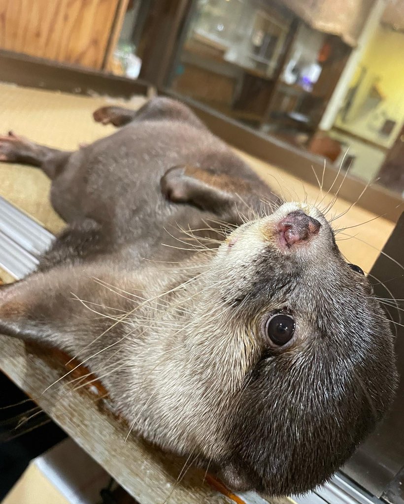 kawausocafe's tweet photo. 🙄🤍

#コツメカワウソ　#カワウソ　#カフェ　#ふれあい　#神戸　#三宮 https://t.co/IViWU95tXR