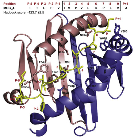 AtlasOfScience's tweet image. Is multiple sclerosis triggered by immunological cross-recognition between an ancient virus and brain cell proteins?
Multiple sclerosis (MS) is an autoimmune disease where immune cells (T cells) and antibodies progressively damage the myelin ... atlasofscience.org/is-multiple-sc…