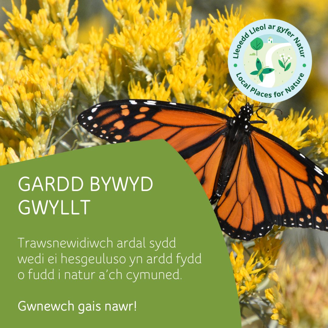 Mae ein cynllun Lleoedd Lleol ar gyfer Natur yn cynnig Pecynnau Datblygu Gardd AM DDIM i ysgolion, grwpiau cymunedol a sefydliadau fynd nôl i natur 🌼🍓

Os yw un o’r uchod yn berthnasol i chi, hoffem glywed oddi wrthych! 💚

Gwnewch gais: bit.ly/3YeXrx5 

#NôliNatur