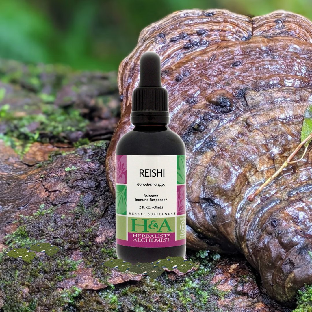 herbalchemist's tweet photo. We apologize for keeping you waiting, but good things take time! Our 🍄Reishi Extract🍄 is finally back in stock. Visit https://t.co/Ji6rbhBxAO and experience the incredible benefits of this powerful mushroom ✨

#herbalsupplements #reishi #mushrooms #medicinalmushrooms #bcorp https://t.co/cpbUMTwqeH