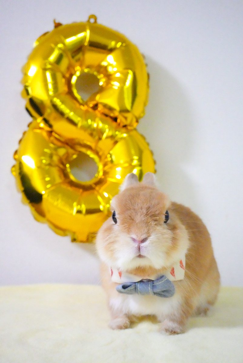 8歳になりました😋
#うさぎ 
#お誕生日おめでとう