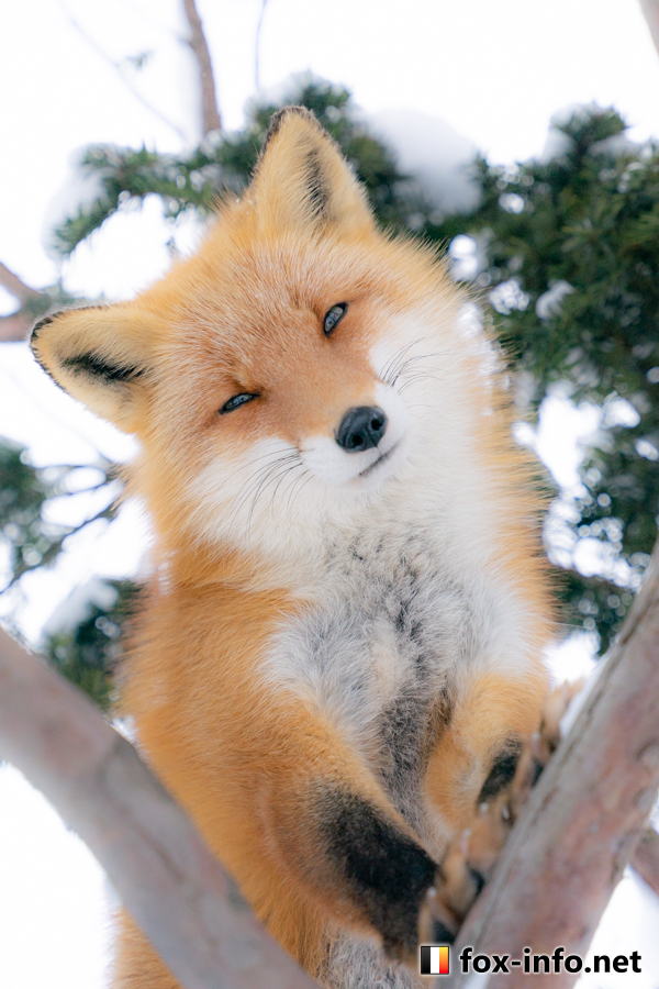 fox_info_net's tweet photo. はい。かわいい
 #北きつね牧場 https://t.co/tQjC11hqQz https://t.co/JjwD2d7HR7