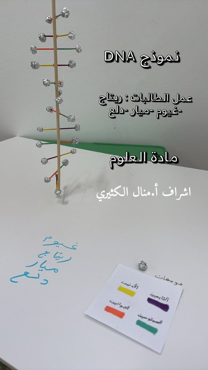 نموذج ال DNA تنفيذ طالبات ثالث متوسط 🧬