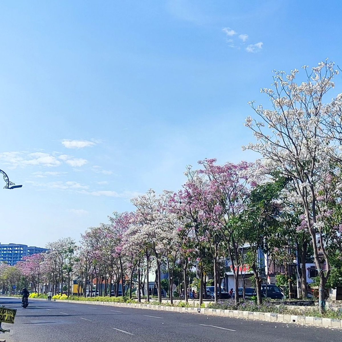 muhammadrafelif's tweet photo. - Di Indonesia sering disebut "Sakura Tropis" karena kemiripan bunganya dengan bunga Sakura
- Di Surabaya ketika Bunga Tabebuya mulai berguguran, itu adalah pertanda datangnya Musim Hujan
- Meskipun mirip, tabebuya bisa tumbuh menjadi pohon besar, sedangkan sakura sebaliknya. https://t.co/GPiXmAM5tW