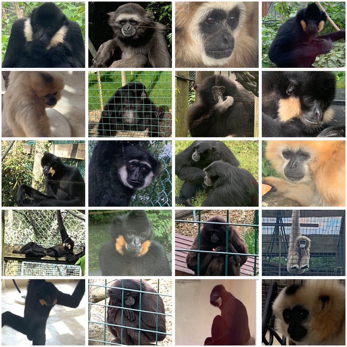 RoxWBK's tweet photo. Happy #InternationalGibbonDay to some of my favourite gibbons @MWApeRescue  @zsllondonzoo @MonkeyIOW (especially my 1st favourite Jimmy, and joint-favourite: my adopted “boy” Fox!) https://t.co/TbxgVx2YNY