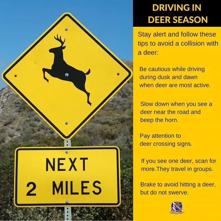 Starkville_PD's tweet image. It’s that time of year again! We’re getting more and more calls because of collisions with deer. Here’s a few helpful tips below.