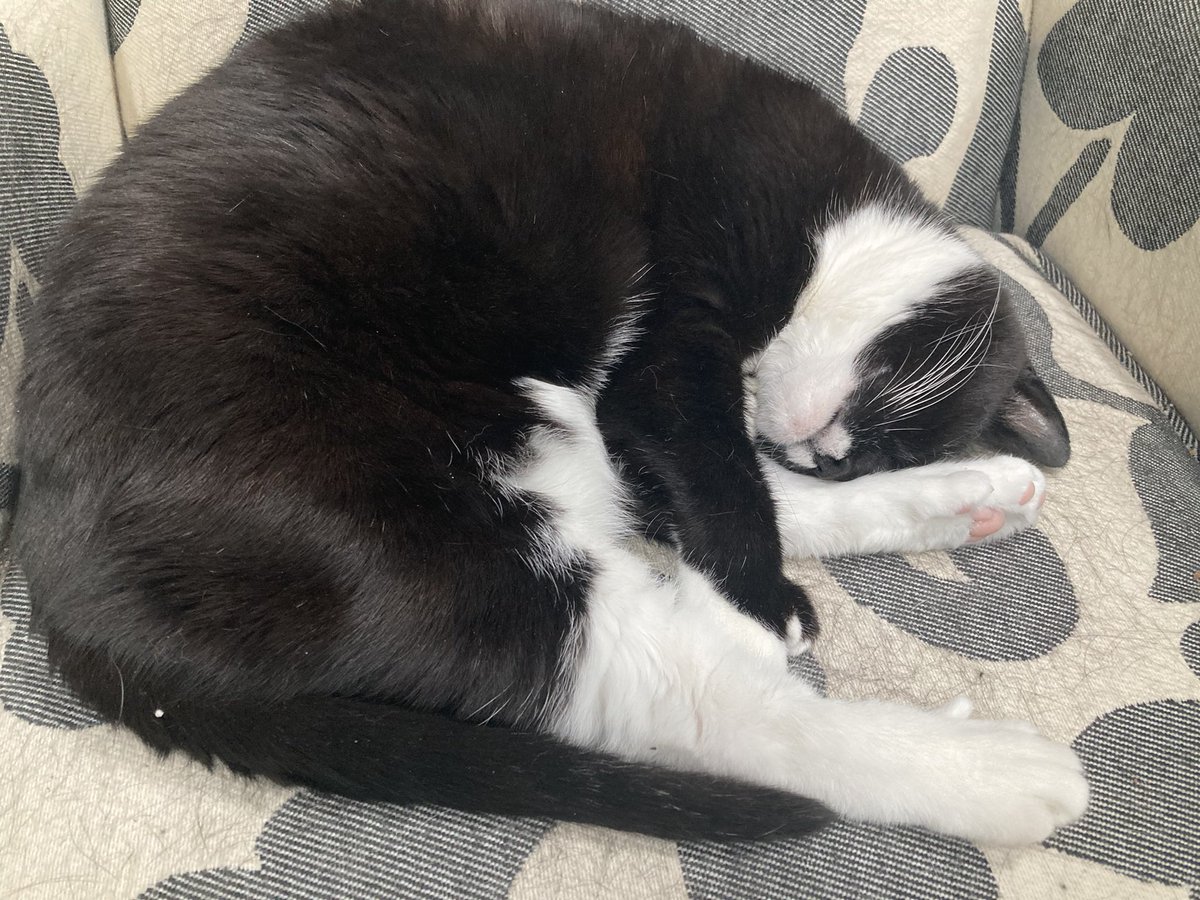 Happy #ThrowbackThursday it’s mine OTRB report. Unicorn dust lessons is in full swing. Today was snuggles lesson where we learn how not to disturb our hooms when we cuddles them at nite. If mew woke up last nite I’m bet it was an angel pal. - Regi #SSCCHallofFame