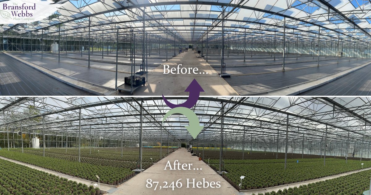 🙂Hebe Facts
🪴More than 300,000 Hebe final plants potted every year.
🌿Over 50 different varieties.
🌱75% of varieties propagated in house.
📆Since 2015 we have bred &amp; introduced over 10 new varieties.
🥇Hebe Rosie - First ever promotional Hebe.
#hebe #shrub #britshgrown
