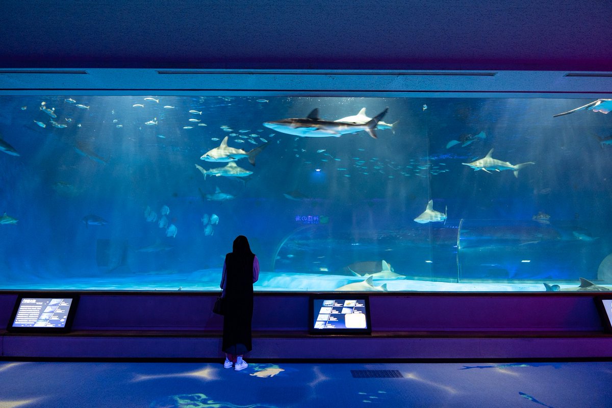 25anxxta's tweet photo. しまね海洋館アクアス🐧
アソビューでチケット買ったよ⭐️シロイルカの赤ちゃんが親子で泳いでて可愛かった🥰成長とともに色が薄くなって白くなるらしい。シロイルカやアシカショー、ペンギンの餌やり、サメがたくさん泳ぐ水槽🦈とにかく見どころがたくさんで楽しかった😍

#アソビュー大賞
#友だち部門 https://t.co/aW3KO56uPd