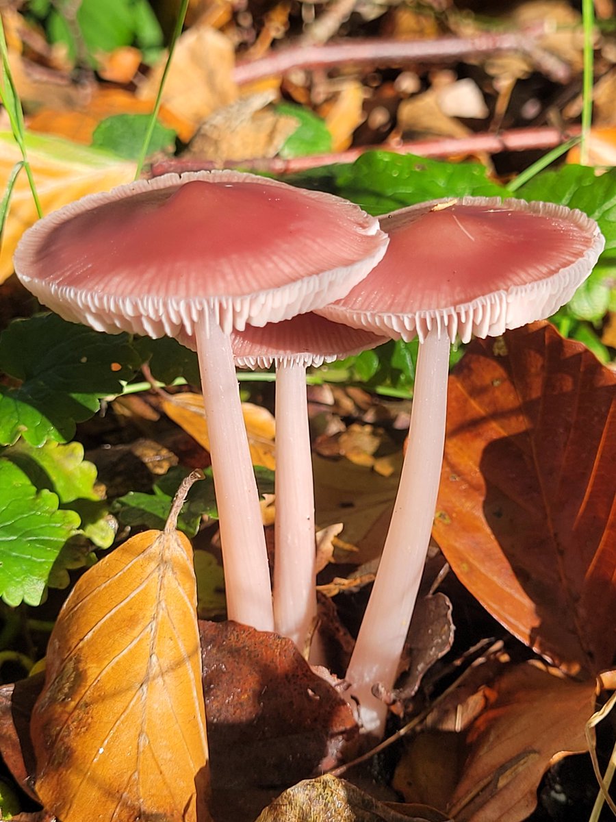 Evert Thomas tweet media