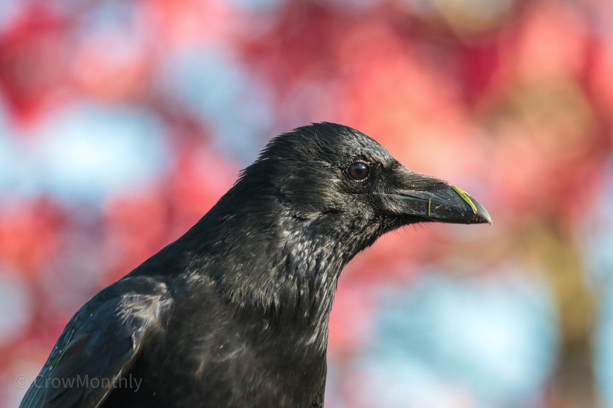 CrowMonthly's tweet photo. “What happened Crow?”

“Lots of things happened.” https://t.co/yElhqjvcKs