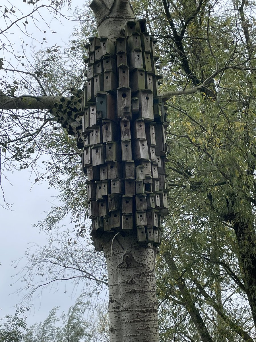 DeGeneraal_NL's tweet photo. Ik twijfel of dit wel genoeg vogelhuisjes zijn…
#Almere #AlmereHaven https://t.co/0hlVdl9M4d