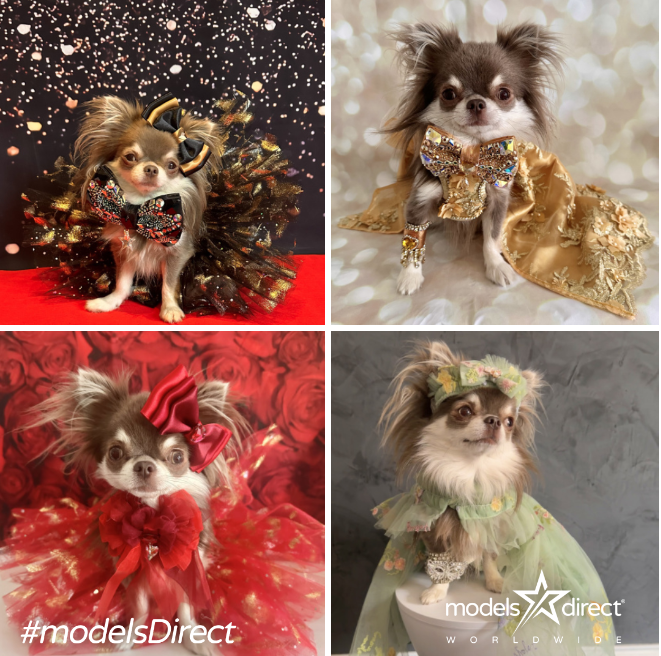 models_direct's tweet image. Our Pet Model Willow - Chihuahua

#modelsdirect #petmodel #models #modelling #pets #Chihuahua #bookamodel #apply #hireamodel