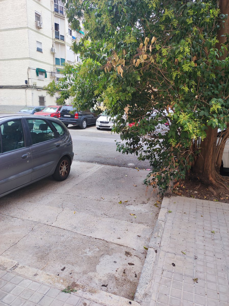 luiscoronilla's tweet photo. Alguien debería ver esto @Ayto_Sevilla las ramas de los arboles están metidas en los aparcamientos dejándolos inutilizables. Calle Malvaloca a la altura de los bloques 13 y 15. https://t.co/iQxtL8XOJM