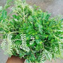 Your Herbal Stroke Specialist tweet media