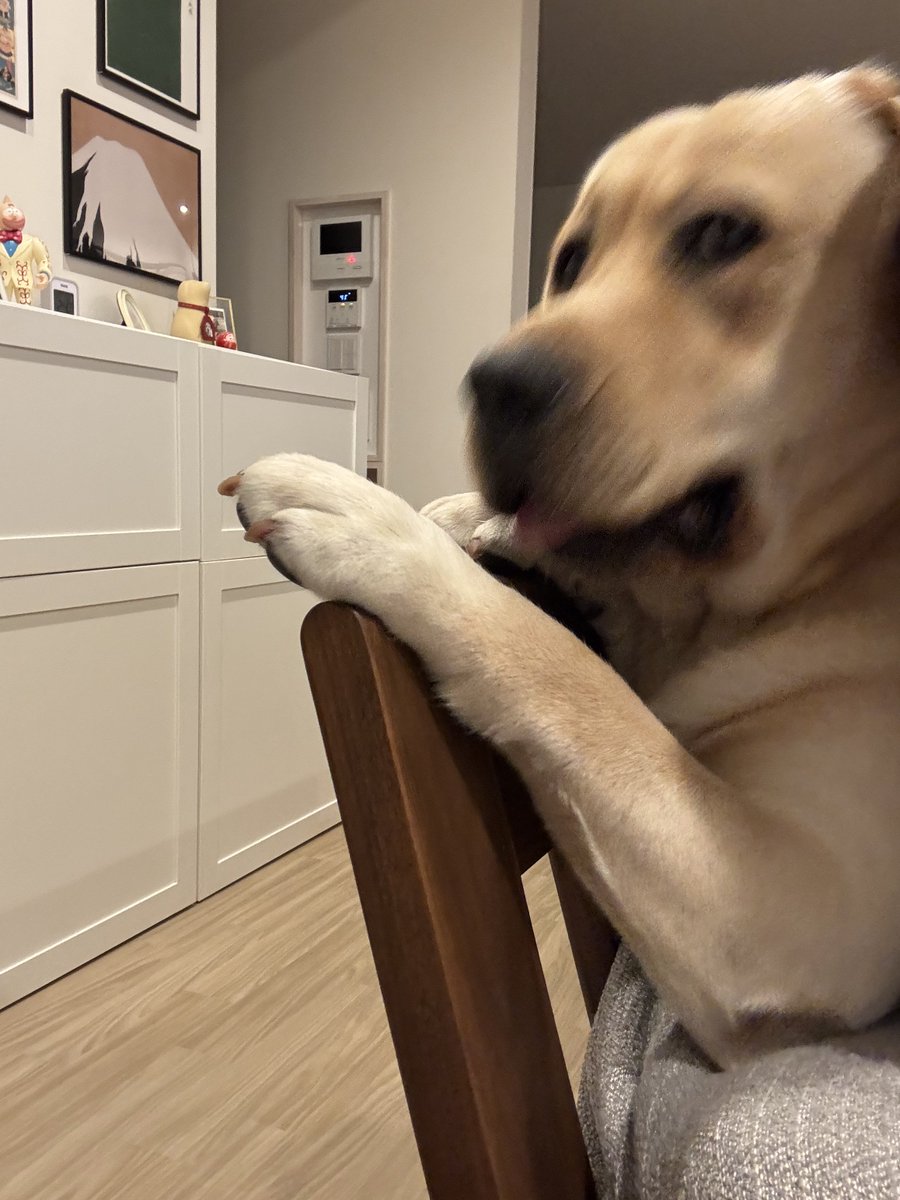 ラブラドールの横綱 (@yokozuna_lab) / Posts and Replies / X