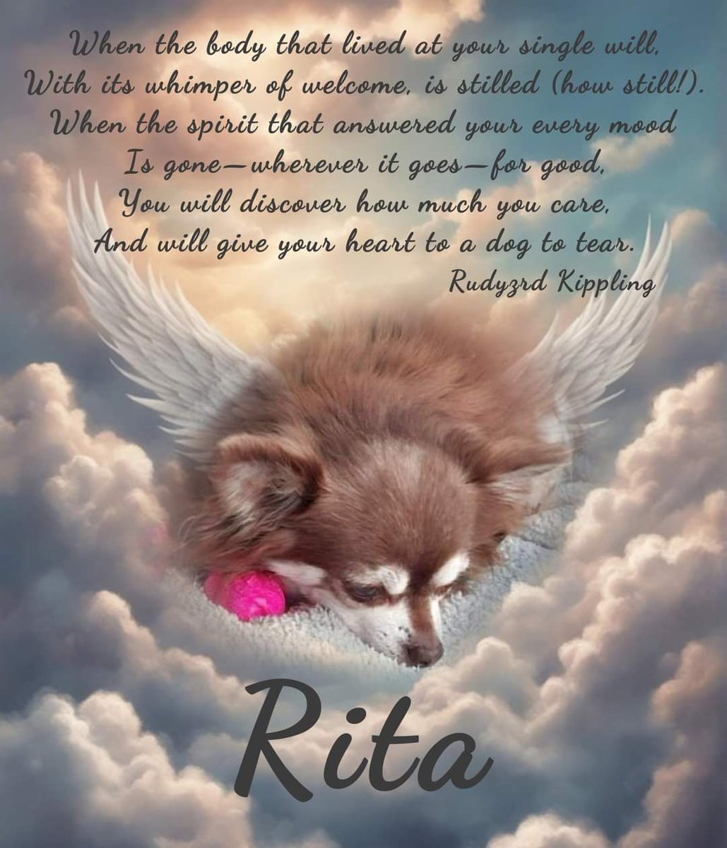 beautys_legacy's tweet photo. Our founder and Senior Coordinator Lisa is taking some bereavement leave after the devastating loss of little Rita. Please bear with us as our workload is huge, and remember Lisa and family in your thoughts and prayers at this difficult time. 
#RIPRita https://t.co/7Fc40AqmUm