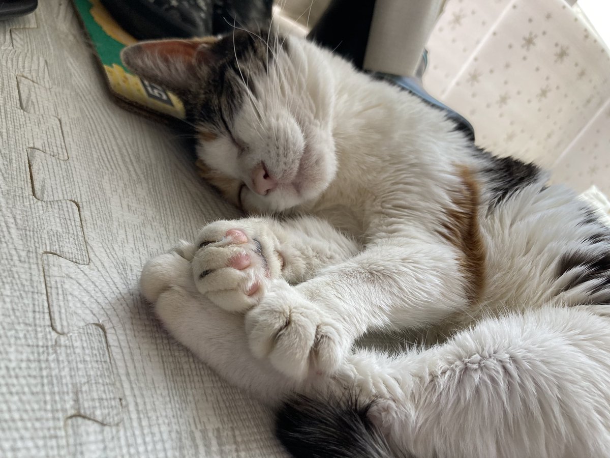 arumarica's tweet photo. 【拡散希望】
昨日20時ころ、札幌市北区屯田9条の自宅アパートから、飼い猫がいなくなってしまいました…。
19歳という高齢の猫が、雨の中どこにいってしまったのかすごく不安です。
近所を探し回りましたが見つかりません。
《特徴》
三毛猫、メス
しっぽが長い
小柄で痩せている https://t.co/wTfEQiAVHu