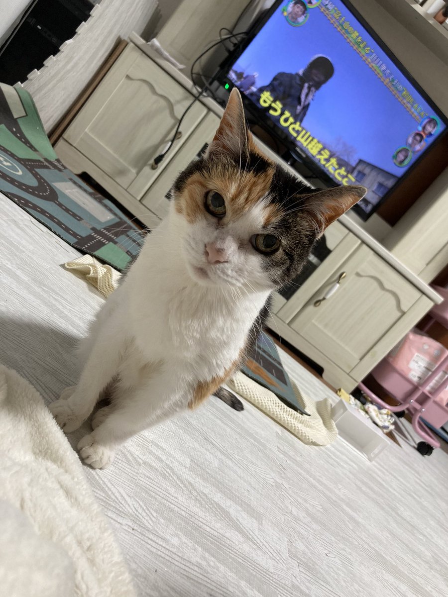 【拡散希望】
昨日20時ころ、札幌市北区屯田9条の自宅アパートから、飼い猫がいなくなってしまいました…。
19歳という高齢の猫が、雨の中どこにいってしまったのかすごく不安です。
近所を探し回りましたが見つかりません。
《特徴》
三毛猫、メス
しっぽが長い
小柄で痩せている