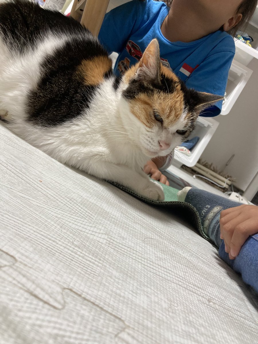 arumarica's tweet photo. 【拡散希望】
昨日20時ころ、札幌市北区屯田9条の自宅アパートから、飼い猫がいなくなってしまいました…。
19歳という高齢の猫が、雨の中どこにいってしまったのかすごく不安です。
近所を探し回りましたが見つかりません。
《特徴》
三毛猫、メス
しっぽが長い
小柄で痩せている https://t.co/wTfEQiAVHu