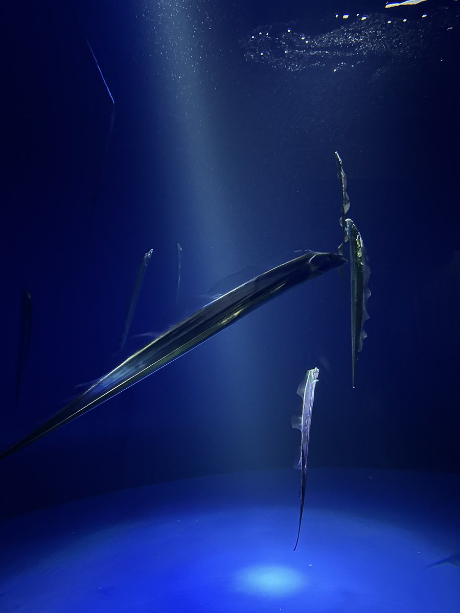 cccremon🐈 tweet media