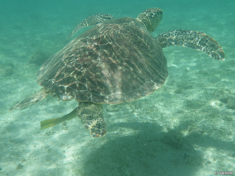 Geoconfluences's tweet photo. 2⃣ « Le parc naturel marin de Mayotte : une aire marine protégée consensuelle ? »
#LittorauxFrance #environnement #CapesHG #agregGéo
https://t.co/eLMrw6uRMk https://t.co/0pfPdRtDdm