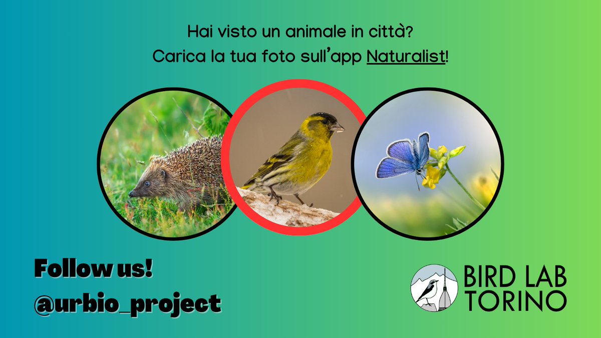 l 𝗹𝘂𝗰𝗵𝗲𝗿𝗶𝗻𝗼 è visibile in giardini e parchi urbani con l'arrivo dell'inverno 🍂🏡❄️

Vuoi aiutarci a monitorare gli animali della tua città? Diventa volontario! urbio.unimi.it

#biodiversity #citizenscience #lucherino #spinusspinus #birdwachingitalia #urbanbirds