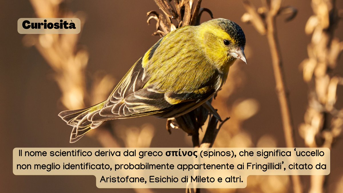urbio_project's tweet photo. l 𝗹𝘂𝗰𝗵𝗲𝗿𝗶𝗻𝗼 è visibile in giardini e parchi urbani con l'arrivo dell'inverno 🍂🏡❄️

Vuoi aiutarci a monitorare gli animali della tua città? Diventa volontario! https://t.co/fnmgVvwvp4

#biodiversity #citizenscience #lucherino #spinusspinus #birdwachingitalia #urbanbirds https://t.co/tG9nfW9IDk