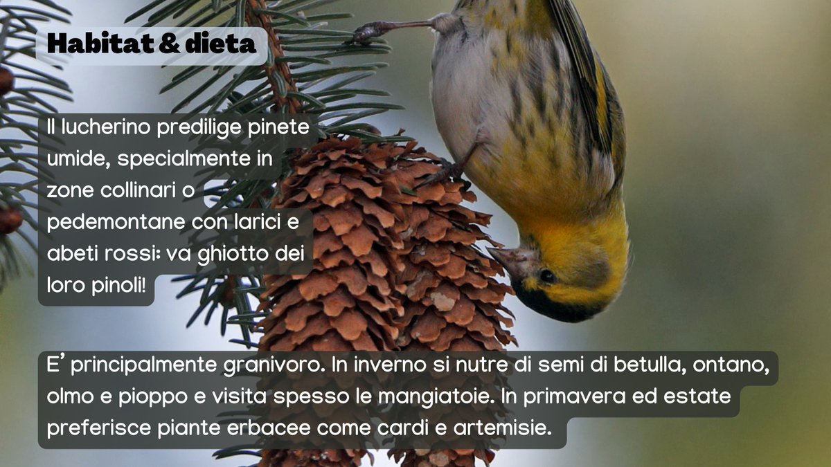 urbio_project's tweet photo. l 𝗹𝘂𝗰𝗵𝗲𝗿𝗶𝗻𝗼 è visibile in giardini e parchi urbani con l'arrivo dell'inverno 🍂🏡❄️

Vuoi aiutarci a monitorare gli animali della tua città? Diventa volontario! https://t.co/fnmgVvwvp4

#biodiversity #citizenscience #lucherino #spinusspinus #birdwachingitalia #urbanbirds https://t.co/tG9nfW9IDk