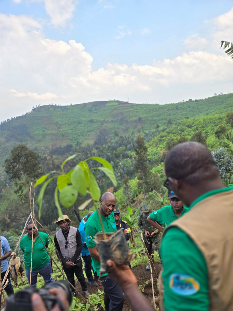 p_dusabimana's tweet photo. Uyu munsi muri @RubavuDistrict, Nyakubahwa Minisitiri Dr. Mark Cyubahiro Bagabe wa @RwandaAgri yifatanyije n'abafatanyabikorwa mu gutangiza ku mugaragaro igikorwa cyo gutera ibiti bitanu byera imbuto ziribwa kuri buri rugo. Ku ikubitiro, hatewe ibiti 5,400 kuri site zitandukanye harimo ibiti 1,800 mu ngo no mu byanya by'urubyiruko, n'ibindi 3600 zatewe ku bigo by'amashuri biri mu mirenge ya Rubavu, Gisenyi, Rugerero, Nyakiriba na Nyamyumba.
Iyi gahunda izarangira hatewe ibiti 437,350 ikaba izafasha abaturage kurwanya imirire mibi mu buryo burambye no kurandura igwingira.
Hirya y'intungamubiri na vitamine zikomoka ku mbuto, ubucuruzi bw'imbuto burakataje, bityo bizafasha abaturage kwivana mu bukene birambye.
Nakubwira iki rero? Ntabe ari wowe ucikanwa n'iyi gahunda, tera ibiti by'imbuto ziribwa iwawe uyu munsi, uzirikana ko uburenganzira ku biribwa ari ubwa buri wese.
#UburenganziraKuBirebwa #IndyoYuzuye #WFD24 #RightToFood 📸: @byukavuba
