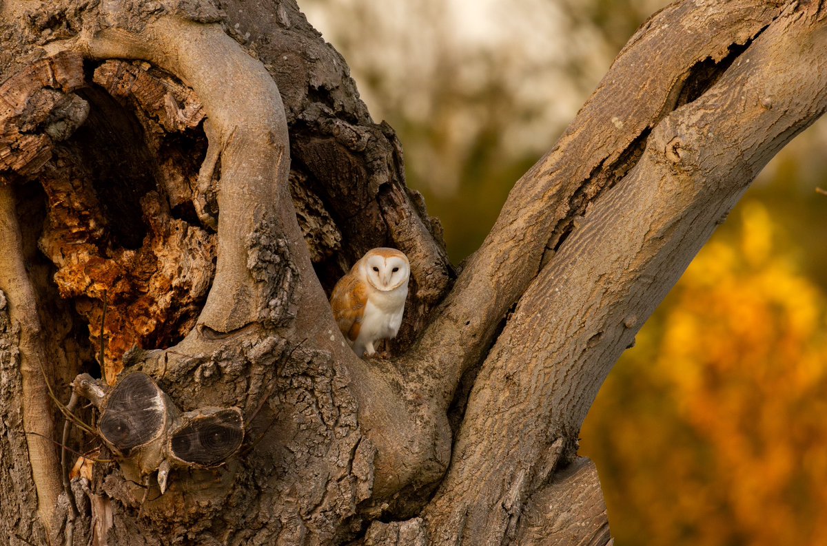 Joe Fryer (@joebirding) on Twitter photo Cetti’s warbler and barn owl from ripon wetlands this week. <a href="/nybirdnews/">NorthYorksBirdNews</a> <a href="/YorksWildlife/">Yorkshire Wildlife Trust - follow us on Bluesky 🦋</a> <a href="/YWT_North/">Yorkshire Wildlife Trust - North Yorkshire</a> <a href="/BirdGuides/">BirdGuides</a> Cetti’s warbler and barn owl from ripon wetlands this week. <a href="/nybirdnews/">NorthYorksBirdNews</a> <a href="/YorksWildlife/">Yorkshire Wildlife Trust - follow us on Bluesky 🦋</a> <a href="/YWT_North/">Yorkshire Wildlife Trust - North Yorkshire</a> <a href="/BirdGuides/">BirdGuides</a>
