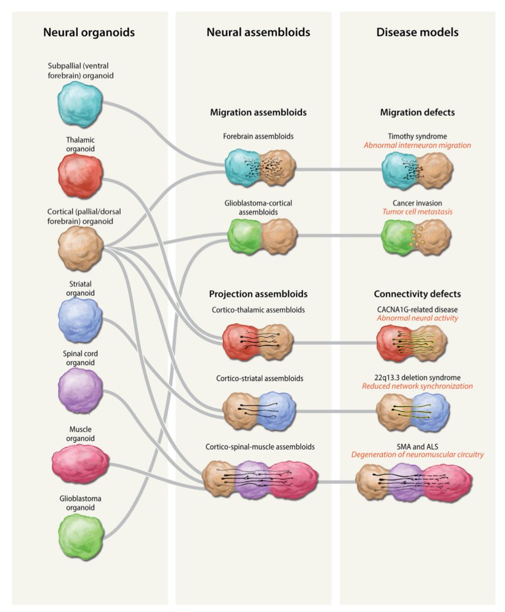 Sergiu P. Pasca tweet media