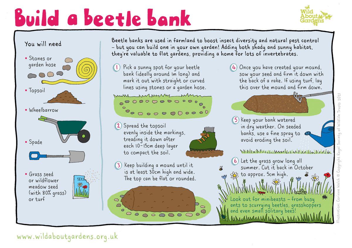 Encouraging wildlife to your garden doesn't have to take up lots of time and effort.

This beetle bank is an easy way to create a fantastic, low maintenance habitat for invertebrates using topsoil and grass seed or wildflower seeds! 🐞 🦗 🌼