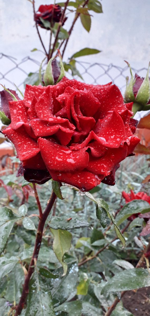 Galunia69's tweet photo. @yORNjKzE9aarGLY С Днем Рождения! https://t.co/yJIqmdN2sY