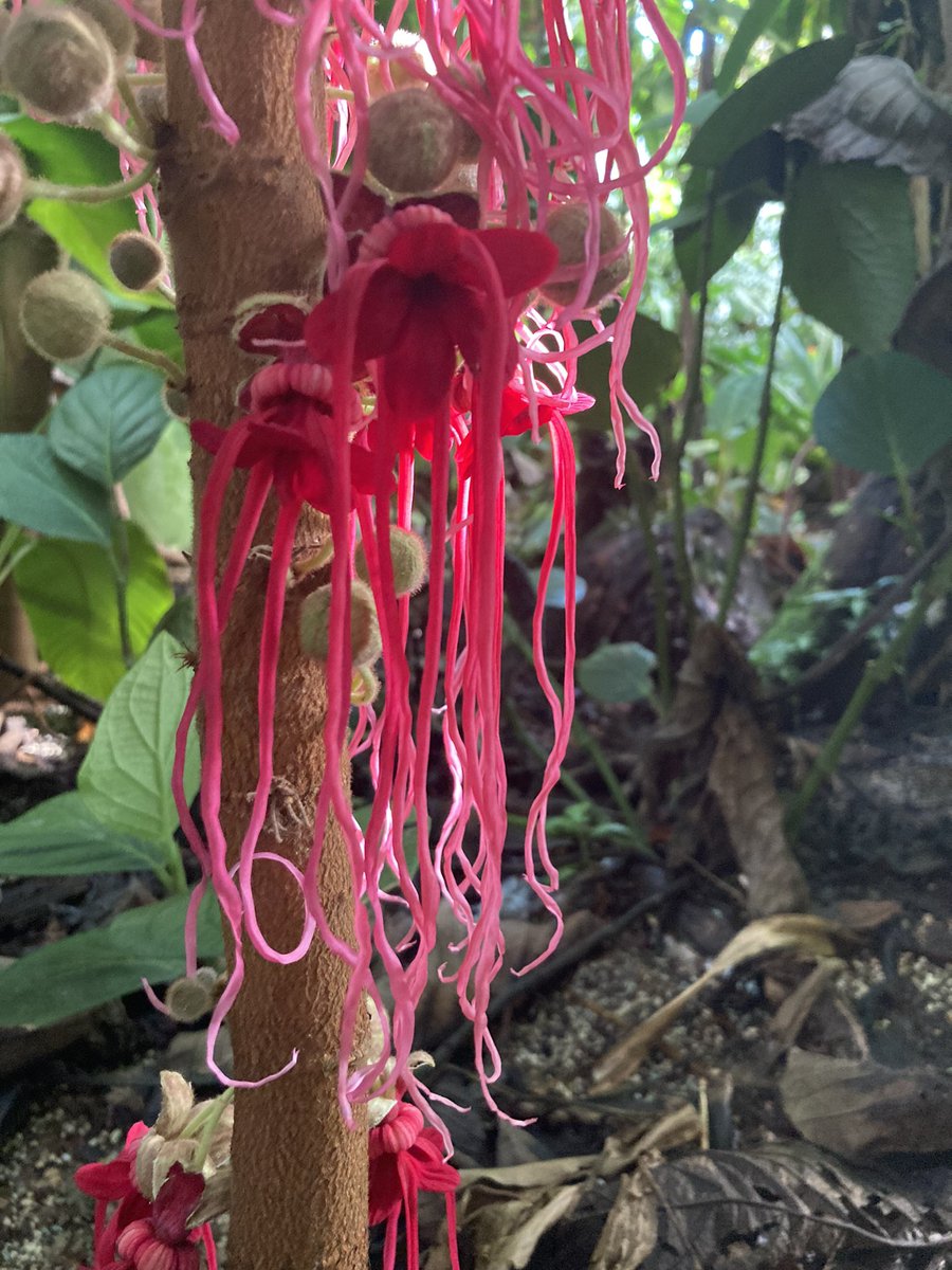 Kauliflorie. Die Stammblütigkeit. Ein passendes Wort für diese Blütenerscheinung. Theobroma mariae lautet der botanische Name dieses Baumes aus Südamerika. Wächst im Basler Tropenhaus.