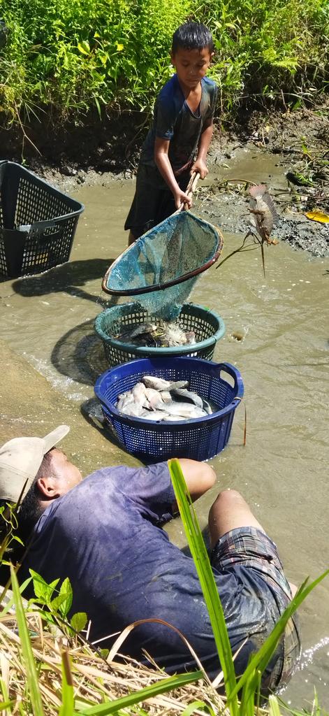 IsratulQ's tweet photo. Kamis(24 Oktober 2024), Isratul Qiro, Luhkan Kab. Tapanuli Selatan, di Pokdakan Mina Aek Sulum, Panen Ikan Nila, sebanyak 100 kg, Ikan Mas 20 kg luas kolam 1000m2, size panen 1-4ekor/kg, harga 30000/kg
#GiatLuhkanSatminkalMedan #Luhlapor #Tapsel #Panen #Produksi https://t.co/ZX487frzmx