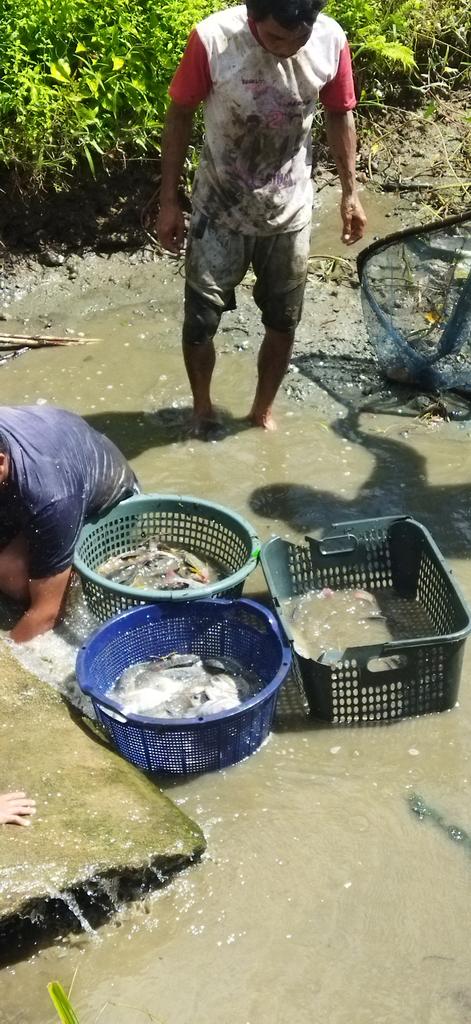 IsratulQ's tweet photo. Kamis(24 Oktober 2024), Isratul Qiro, Luhkan Kab. Tapanuli Selatan, di Pokdakan Mina Aek Sulum, Panen Ikan Nila, sebanyak 100 kg, Ikan Mas 20 kg luas kolam 1000m2, size panen 1-4ekor/kg, harga 30000/kg
#GiatLuhkanSatminkalMedan #Luhlapor #Tapsel #Panen #Produksi https://t.co/ZX487frzmx