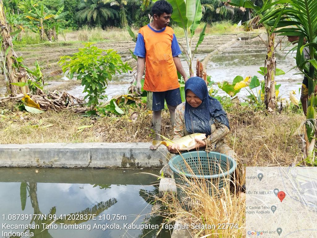 IsratulQ's tweet photo. Kamis(24 Oktober 2024), Isratul Qiro, Luhkan Kab. Tapanuli Selatan, di Pokdakan Mina Aek Sulum, Panen Ikan Nila, sebanyak 100 kg, Ikan Mas 20 kg luas kolam 1000m2, size panen 1-4ekor/kg, harga 30000/kg
#GiatLuhkanSatminkalMedan #Luhlapor #Tapsel #Panen #Produksi https://t.co/ZX487frzmx