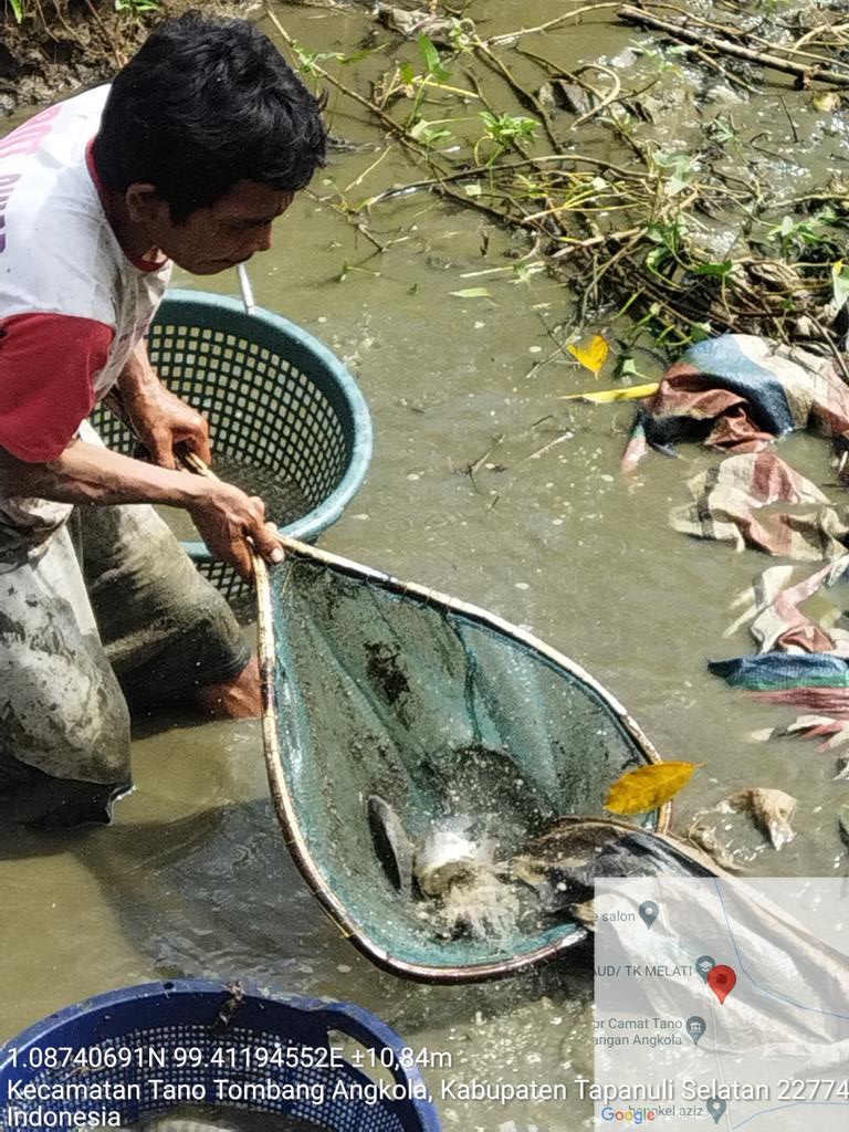 IsratulQ's tweet photo. Kamis(24 Oktober 2024), Isratul Qiro, Luhkan Kab. Tapanuli Selatan, di Pokdakan Mina Aek Sulum, Panen Ikan Nila, sebanyak 100 kg, Ikan Mas 20 kg luas kolam 1000m2, size panen 1-4ekor/kg, harga 30000/kg
#GiatLuhkanSatminkalMedan #Luhlapor #Tapsel #Panen #Produksi https://t.co/ZX487frzmx