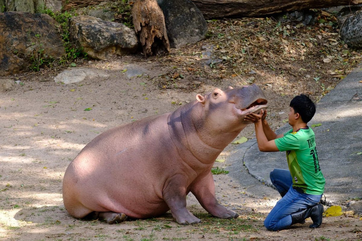 and_khamoo's tweet photo. พี่ขาหมู #hippo #PygmyHippo #ขาหมูแอนด์เดอะแก๊ง #หมูเด้งจะเด้งกี่โมง #Moodeng #พี่ขาหมู #สวนสัตว์แปลกเขาเขียว https://t.co/lQlsW08u26