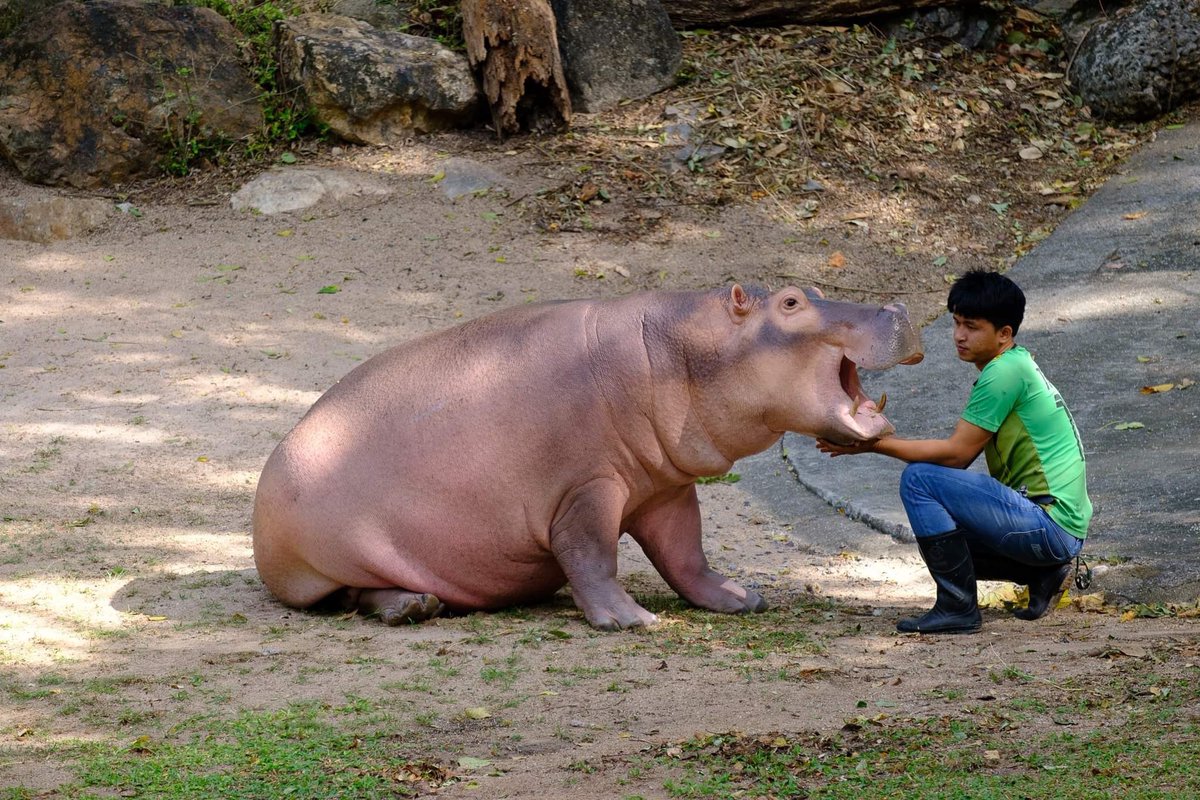 and_khamoo's tweet photo. พี่ขาหมู #hippo #PygmyHippo #ขาหมูแอนด์เดอะแก๊ง #หมูเด้งจะเด้งกี่โมง #Moodeng #พี่ขาหมู #สวนสัตว์แปลกเขาเขียว https://t.co/lQlsW08u26