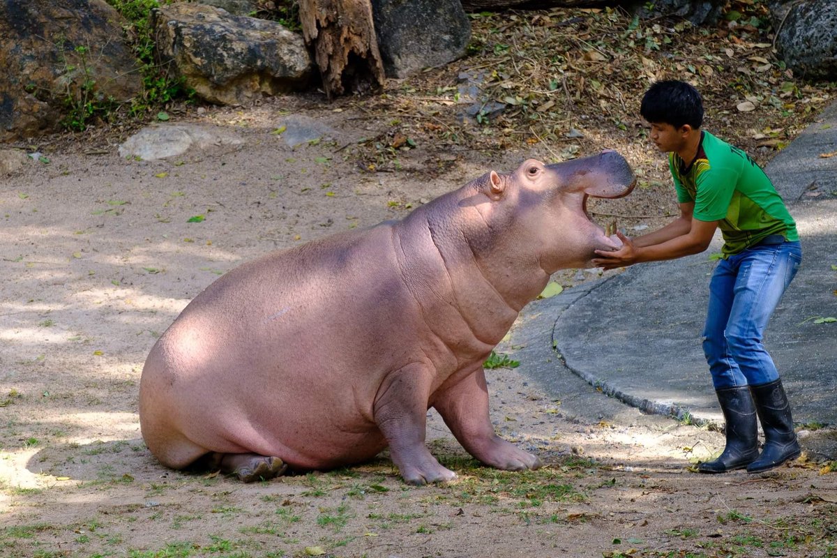 and_khamoo's tweet photo. พี่ขาหมู #hippo #PygmyHippo #ขาหมูแอนด์เดอะแก๊ง #หมูเด้งจะเด้งกี่โมง #Moodeng #พี่ขาหมู #สวนสัตว์แปลกเขาเขียว https://t.co/lQlsW08u26