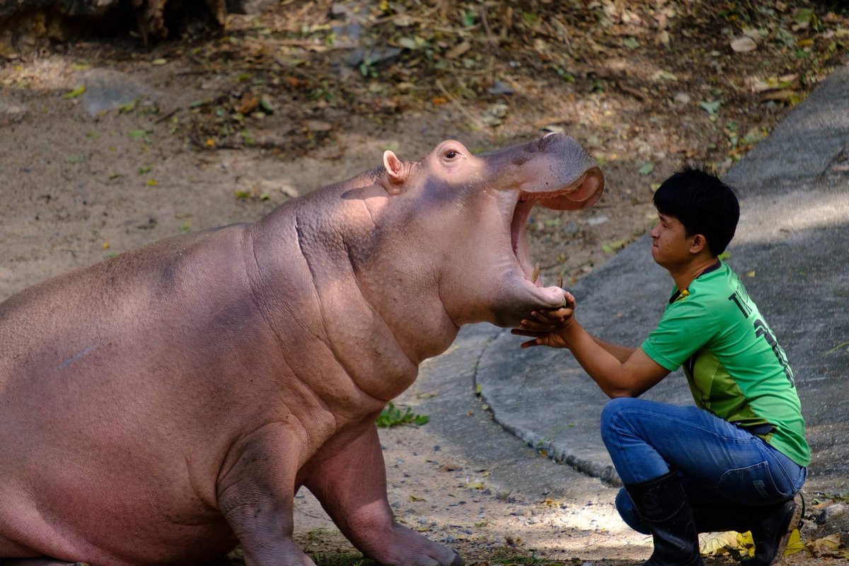 and_khamoo's tweet photo. พี่ขาหมู #hippo #PygmyHippo #ขาหมูแอนด์เดอะแก๊ง #หมูเด้งจะเด้งกี่โมง #Moodeng #พี่ขาหมู #สวนสัตว์แปลกเขาเขียว https://t.co/lQlsW08u26
