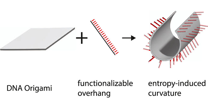 ACS Nano (@acsnano) on Twitter photo .<a href="/petr_sulc/">Petr Šulc</a>, <a href="/progolab/">Michael Matthies</a> et al. demonstrate how the presence of single- & double-stranded overhangs drive entropy-induced conformational changes in 2D #DNAOrigami #nanostructures. #oxDNA <a href="/ASUBiodesign/">Biodesign Institute at Arizona State University</a> <a href="/ASU/">Arizona State University</a> <a href="/TUM_STS/">TUM Department of Science, Technology & Society</a> <a href="/TU_Muenchen/">TU München</a>
Read: go.acs.org/bnw .<a href="/petr_sulc/">Petr Šulc</a>, <a href="/progolab/">Michael Matthies</a> et al. demonstrate how the presence of single- & double-stranded overhangs drive entropy-induced conformational changes in 2D #DNAOrigami #nanostructures. #oxDNA <a href="/ASUBiodesign/">Biodesign Institute at Arizona State University</a> <a href="/ASU/">Arizona State University</a> <a href="/TUM_STS/">TUM Department of Science, Technology & Society</a> <a href="/TU_Muenchen/">TU München</a>
Read: go.acs.org/bnw