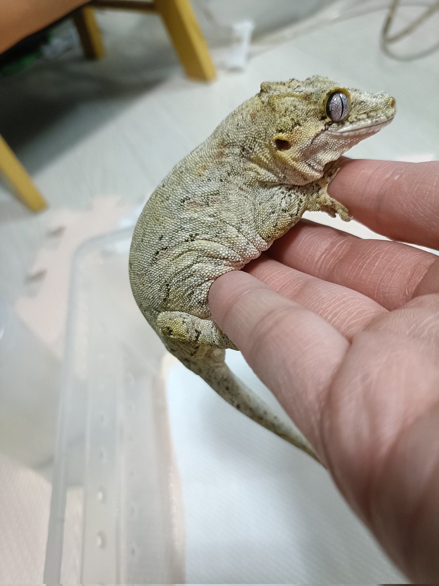 まったり？
いえ食事の合間で逃げてるところ
＃ガーゴイルゲッコー
＃爬虫類