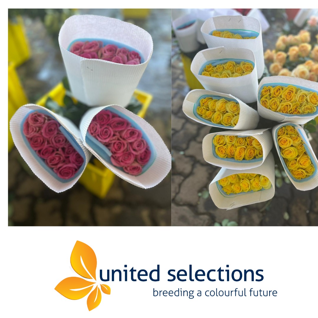 United Selections tweet media