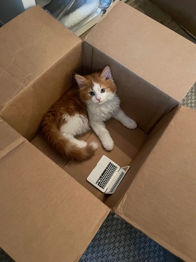 CatsInsideBox's tweet image. 