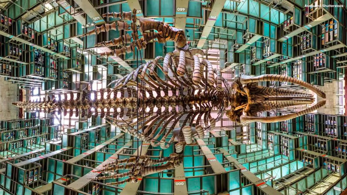 Hoy es el Día Internacional de las Bibliotecas, fecha que celebra a estos recintos como puntos de encuentro con la cultura, el conocimiento y la comunidad. La Red Nacional de Bibliotecas Públicas de la Secretaría de Cultura está integrada por más de 7 mil bibliotecas, es la