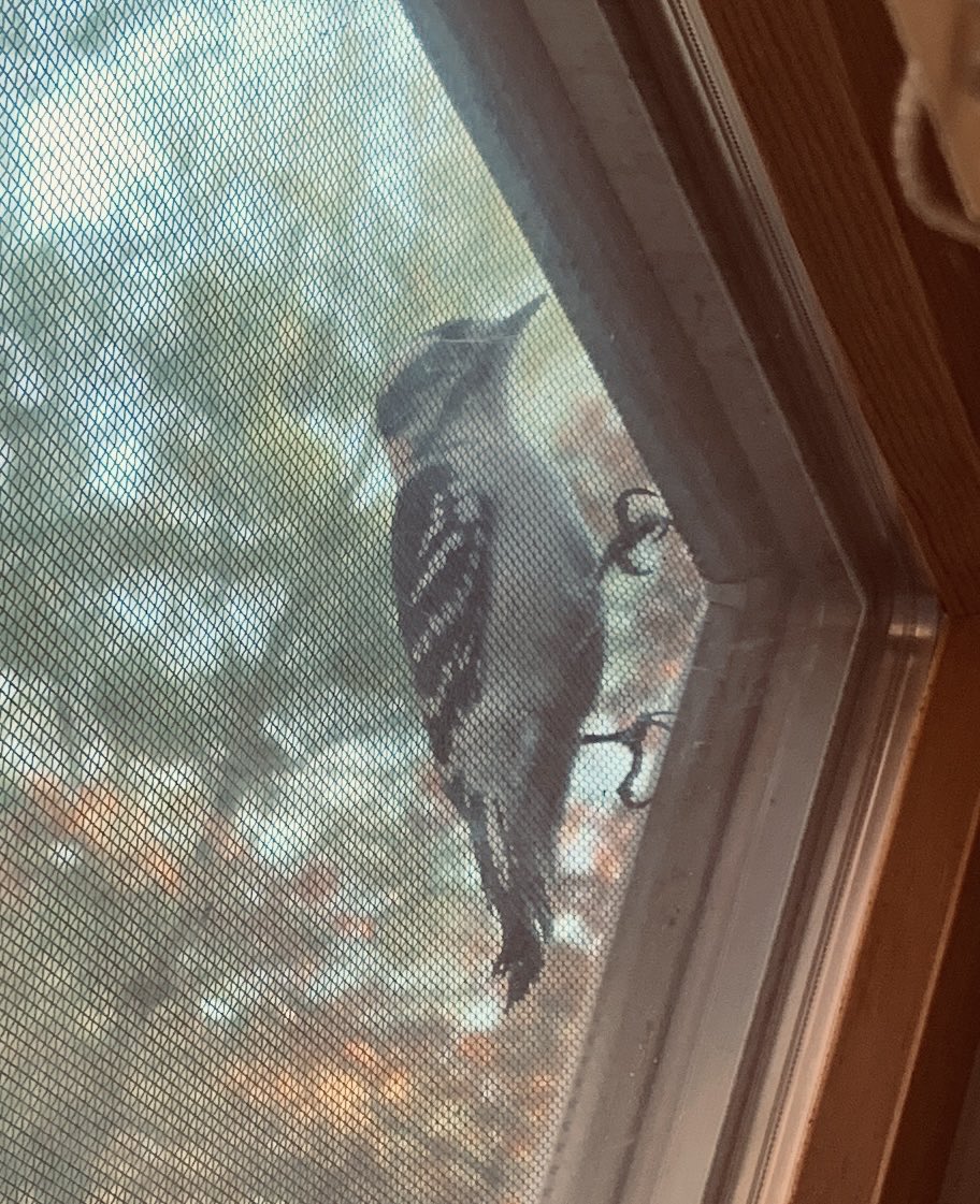 Woodpecker working on my window frame. 

#birds #wildlife